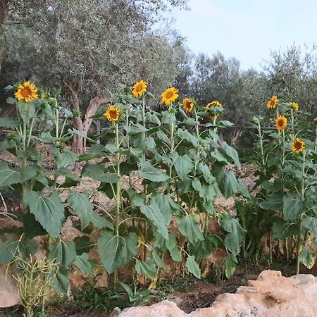 Uliwood Ξενοδοχείο Καλτανισέττα Εξωτερικό φωτογραφία