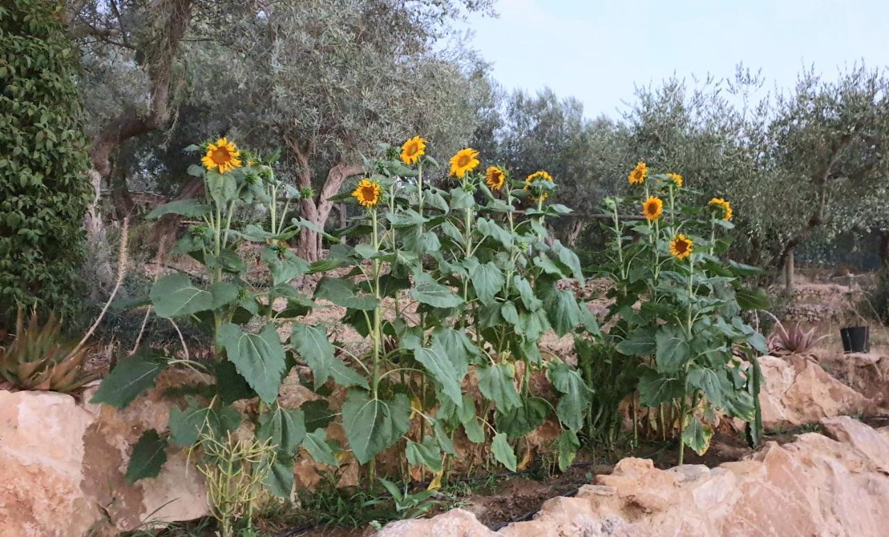 Uliwood Ξενοδοχείο Καλτανισέττα Εξωτερικό φωτογραφία